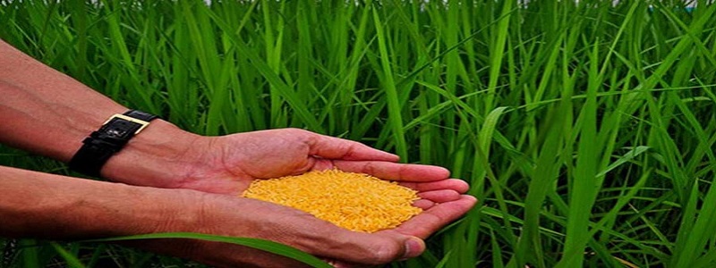 Philippines clears golden rice